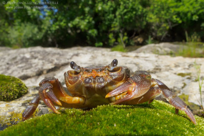 Freshwater crab - Granchio di fiume (Potamon sp.)