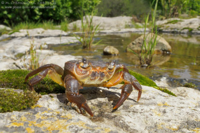 Freshwater crab - Granchio di fiume (Potamon sp.)