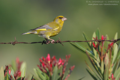 Carduelis chloris