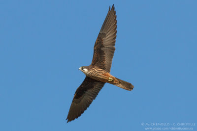Eleonora's Falcon - Falco della Regina (Falco eleonorae)