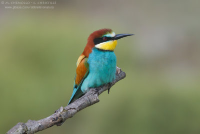 Bee-eater - Gruccione (Merops apiaster)