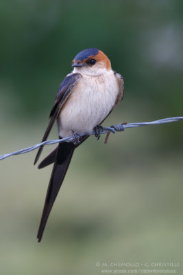 Red-rumped Swallow - Rondine rossiccia (Cecropis daurica)