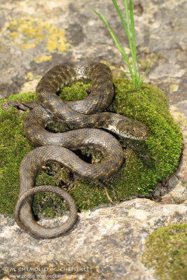 Dice Snake - Natrice tessellata (Natrix tessellata)