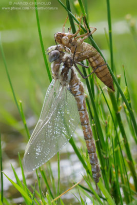 Aeshna juncea