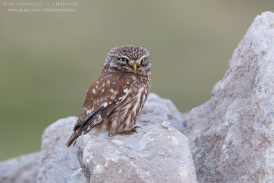 Little Owl - Civetta (Athene noctua)