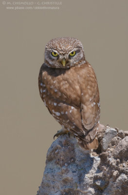 Little Owl - Civetta (Athene noctua)