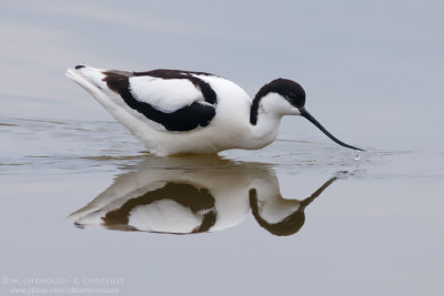 Avocetta - Avocet (Recurvirostra avosetta)