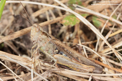 Chorthippus (Glyptobothrus) brunneus
