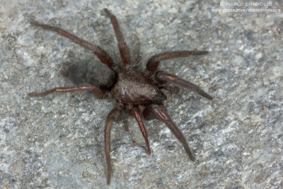 Gnaphosidae ind.