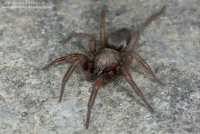 Gnaphosidae ind.
