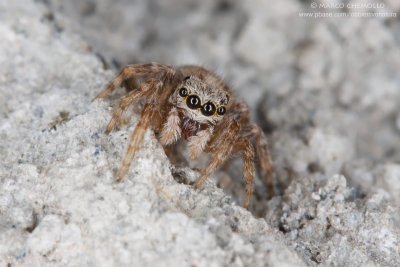cfr. Pseudeuophrys sp.