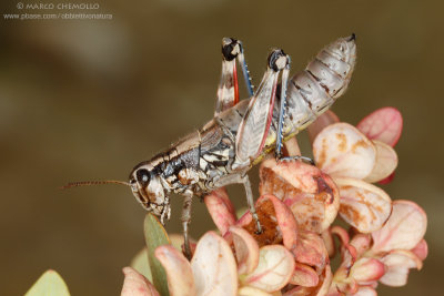 Podisma pedestris, F