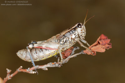 Podisma pedestris, F