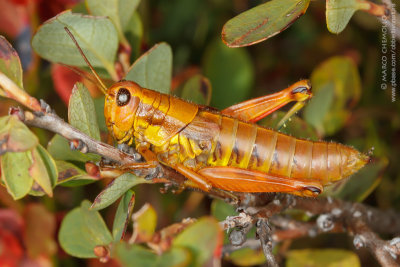 Podisma pedestris, F