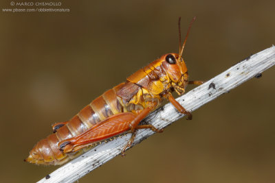 Podisma pedestris, F