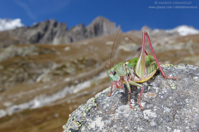 Decticus verrucivorus, M