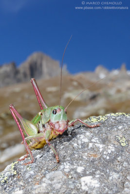 Decticus verrucivorus, M