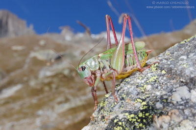Decticus verrucivorus, M