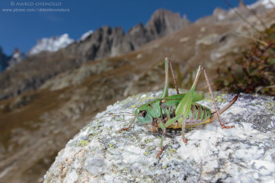Decticus verrucivorus, F