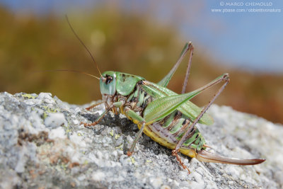 Decticus verrucivorus, F