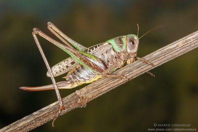 Decticus verrucivorus, F