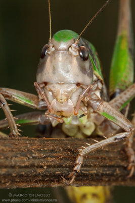 Decticus verrucivorus, F