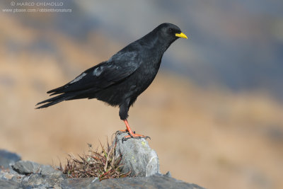 Alpine Chough - Gracchio Alpino (Pyrrhocorax graculus)