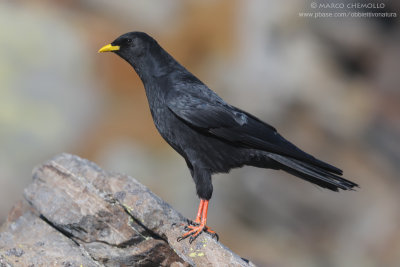 Alpine Chough - Gracchio Alpino (Pyrrhocorax graculus)