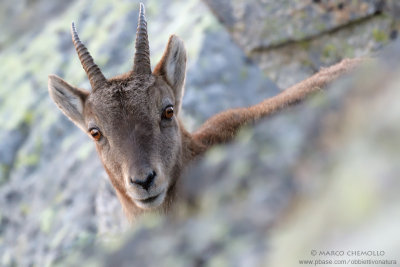Ibex - Stambecco (Capra ibex)