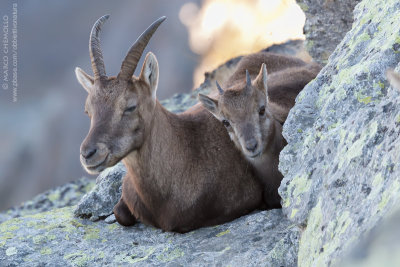 Ibex - Stambecco (Capra ibex)