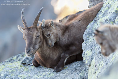 Ibex - Stambecco (Capra ibex)