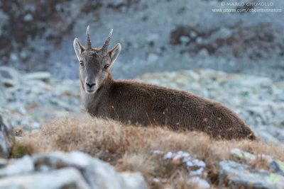 Ibex - Stambecco (Capra ibex)