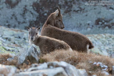 Ibex - Stambecco (Capra ibex)
