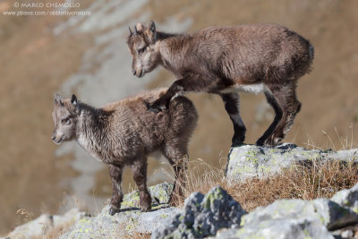 Ibex - Stambecco (Capra ibex)