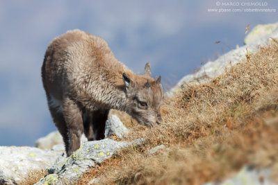 Ibex - Stambecco (Capra ibex)