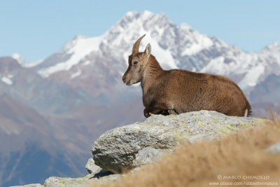 Ibex - Stambecco (Capra ibex)