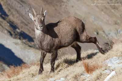 Ibex - Stambecco (Capra ibex)