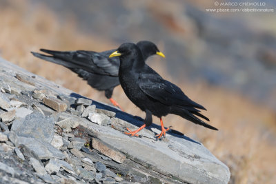 Alpine Chough - Gracchio Alpino (Pyrrhocorax graculus)