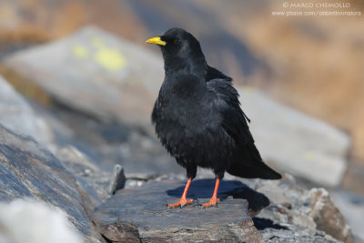 Alpine Chough - Gracchio Alpino (Pyrrhocorax graculus)