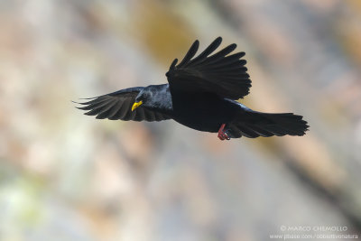 Alpine Chough - Gracchio Alpino (Pyrrhocorax graculus)