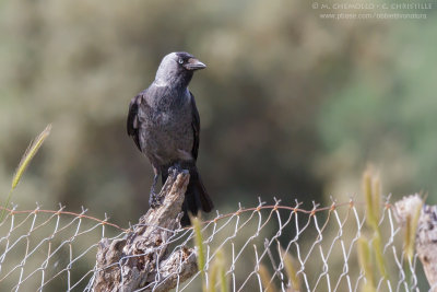 Jackdaw - Taccola (Corvus monedula)