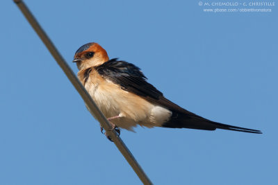 Red-rumped Swallow - Rondine rossiccia (Cecropis daurica)