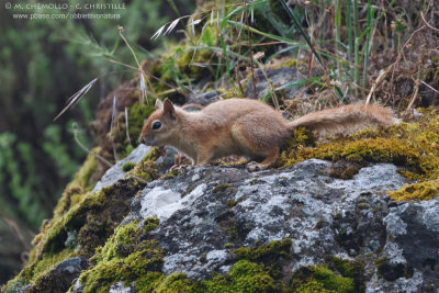 Caucasian squirrel - Scoiattolo del Caucaso (Sciurus anomalus)