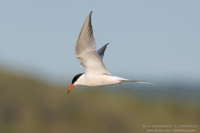 Common Tern - Sterna comune (Sterna hirundo)