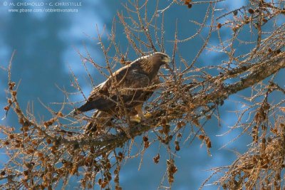 Golden eagle - Aquila reale (Aquila chrysaetos)
