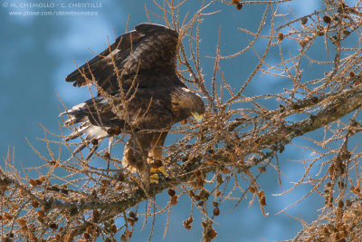 Golden eagle - Aquila reale (Aquila chrysaetos)