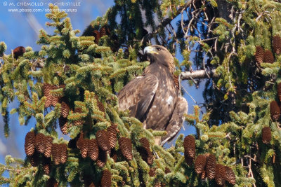 Golden eagle - Aquila reale (Aquila chrysaetos)