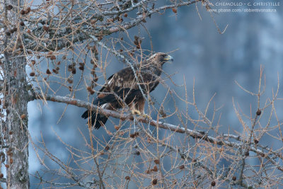 Golden eagle - Aquila reale (Aquila chrysaetos)