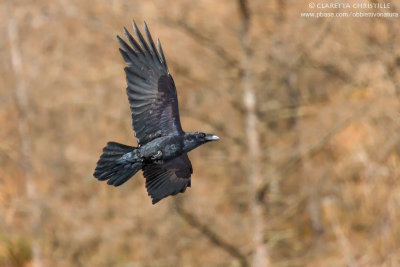 Raven - Corvo imperiale (Corvus corax)