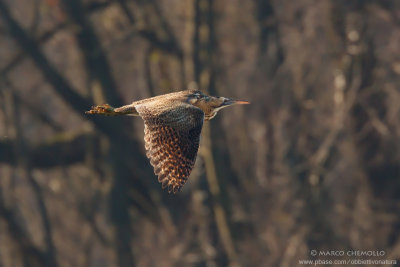 Bittern - Tarabuso (Botaurus stellaris)